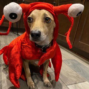Lobster Dog Costume - Fits 20lb to 30lb